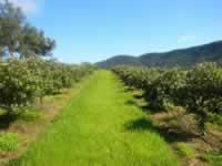 Feijoa Direct