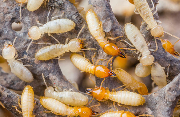The Termite lnspector
