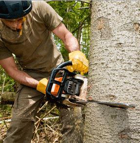 Caboolture Tree Removal: Bracken Ridge