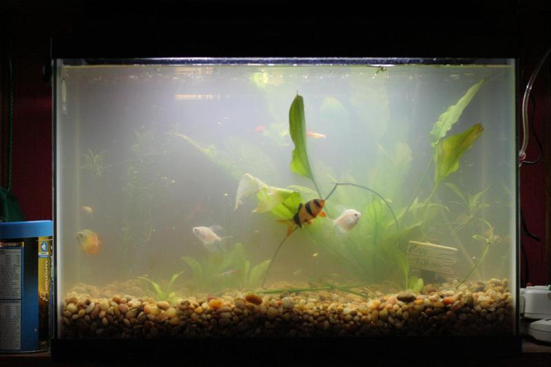 Aqua-Dynamics Aquarium