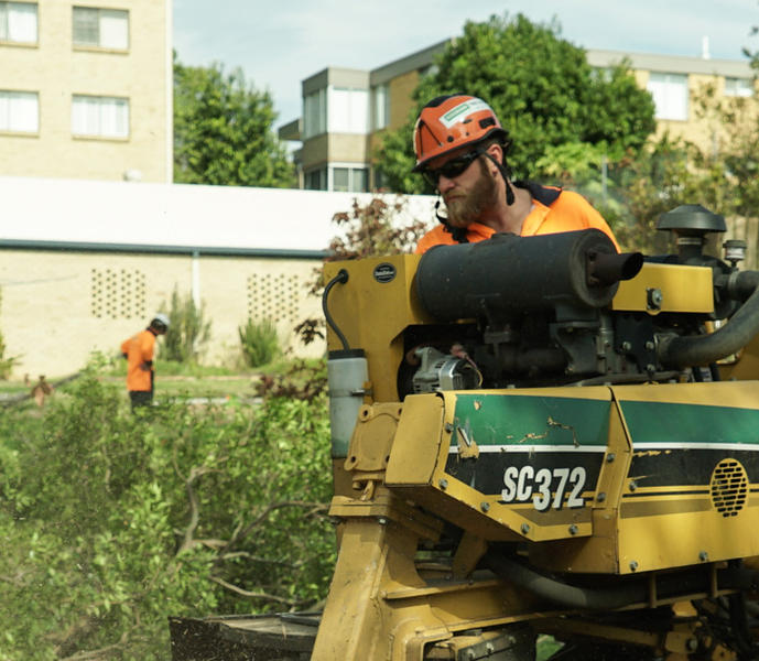 Brisbane Tree Experts