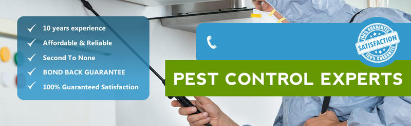 Pro Pest Control: Gold Coast