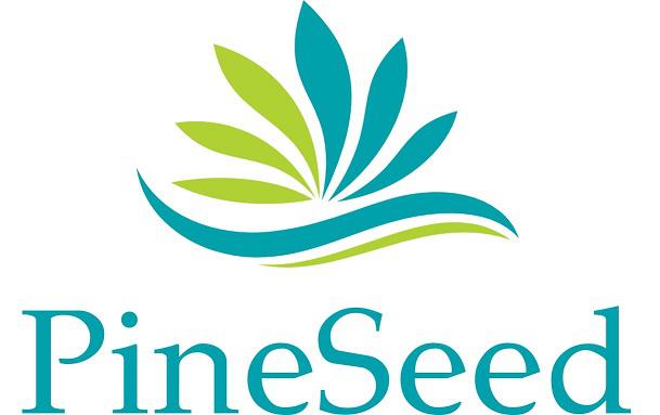 Pine Seed