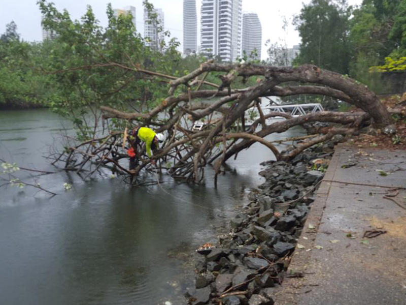 Touch Wood Tree Services