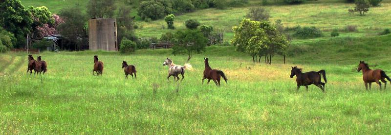 Morton Park Horse Agistment