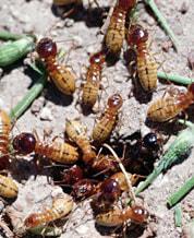 PestCare