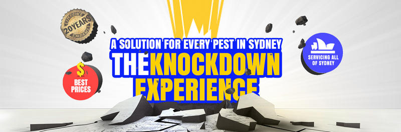 Knock-Down Pest Control: Belmore