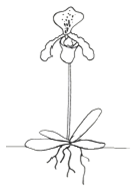 Ballinger & Shaw Botanics