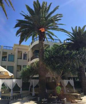 JC Tree Services Gold Coast