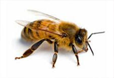 ABC Pest Control: Hornsby