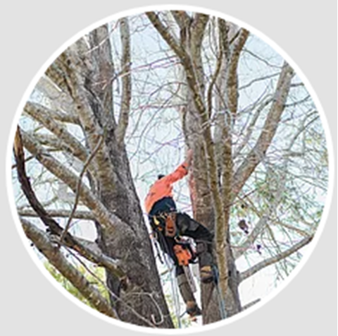 Valley Tree Services