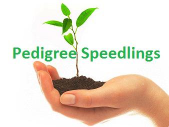 Pedigree Seedlings