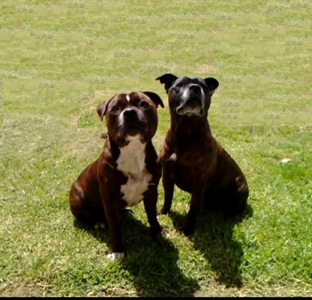 Paw4paws Pet Services