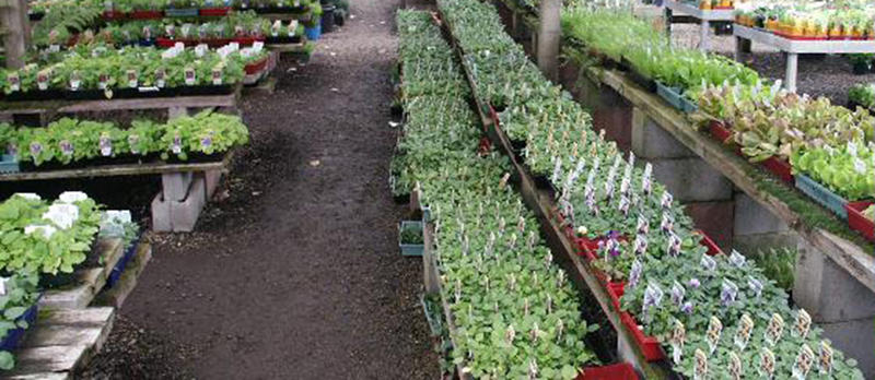 Branch Out Nursery
