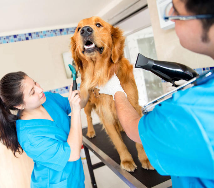 Blakehurst Veterinary Hospital