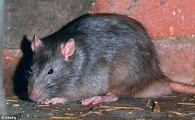 Rats Pest Control Perth