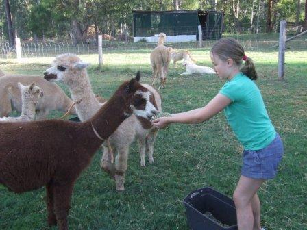 Karmawara Alpacas 