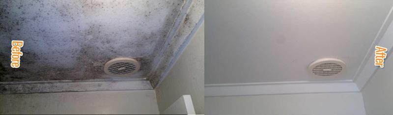 Mould Removals Sydney: Parramatta
