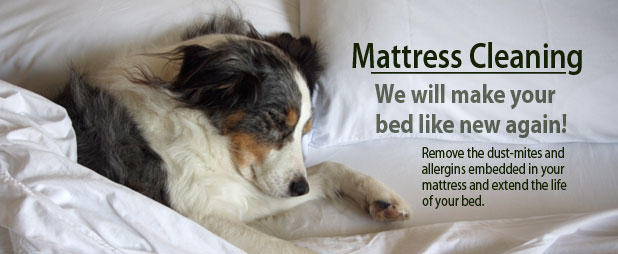 Squeaky Clean Mattress