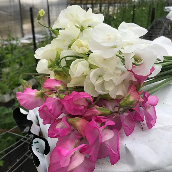 Stems Flower Market