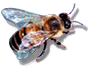Premium Pest Control