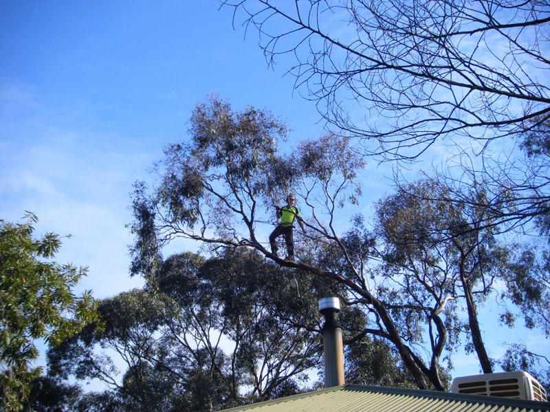 Pinnacle Tree Care