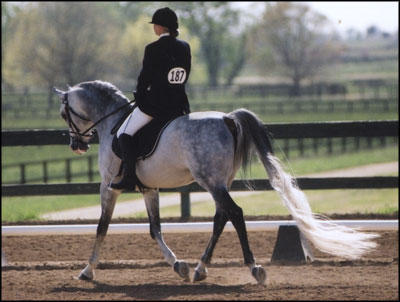All About Equine