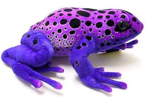 Purple Frog Cooking Classes and Catering