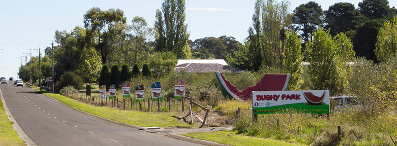 Big Watermelon Bushy Park