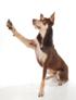 The Art of Dog