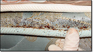 Atomic Carpet Care & Pest Control