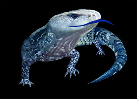 Blue Tongue Management