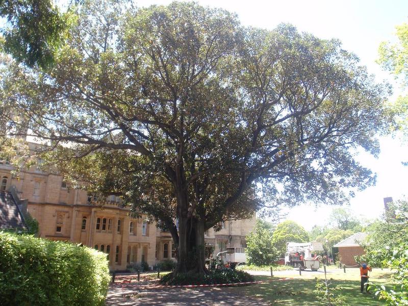 Garden Glow Tree Care