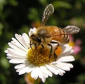 East Coast Bee Services