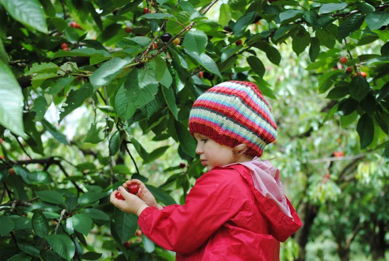 Ripe N Ready Cherry Farm