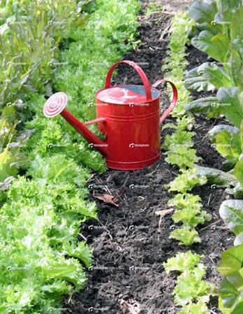 Your Edible Garden