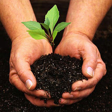 Best Gardener: Melbourne