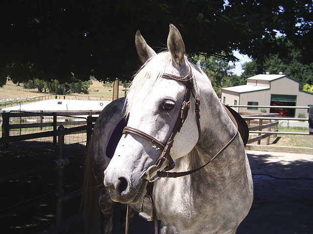Four Oaks Equestrian Centre