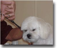 Absolute Pet Care