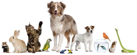 Pet Products Here