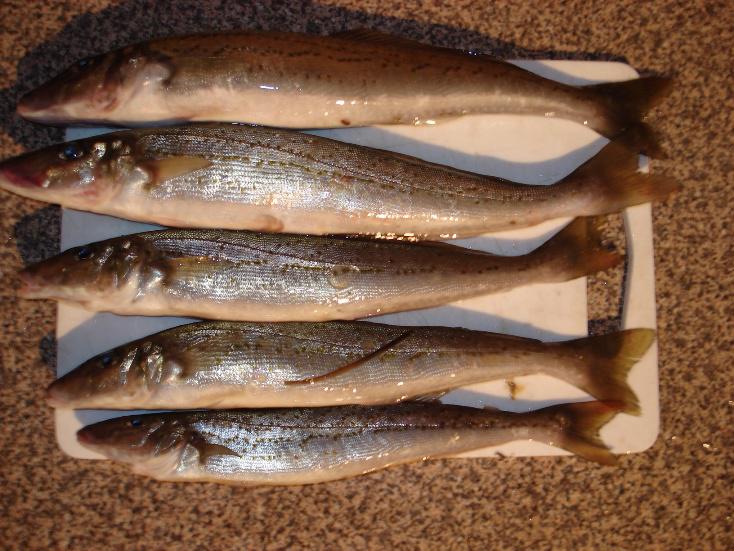 Basic Fishing Tuition and Land Based Gear Rental Service Adelaide