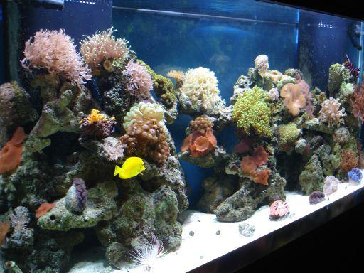 Coastline Aquatics