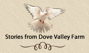 Stories from dove Valley Farm