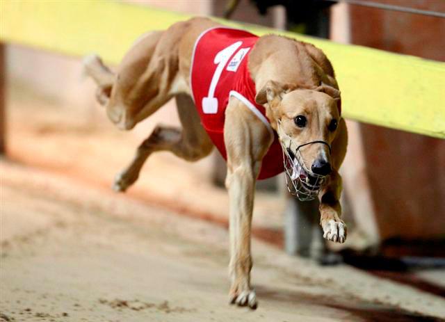 Greyhound Stretchvests