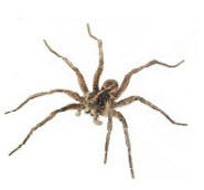 Rida Pest Control logo