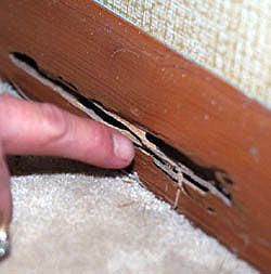 Leda Termite Management