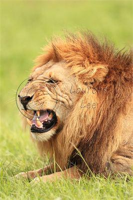 African Big 5 Safaris