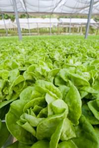 CX Hydroponics
