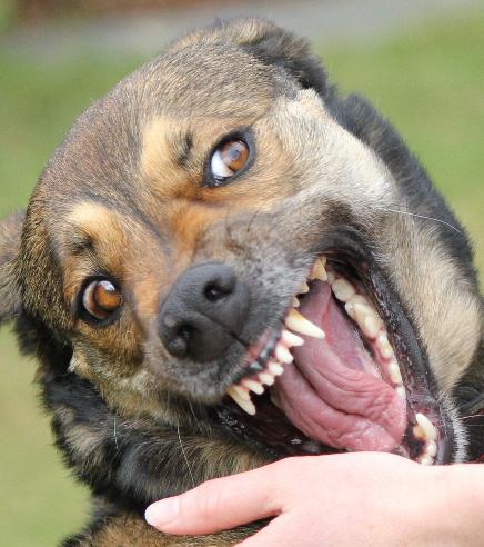 One on One Dog Training