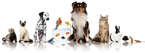 Animal Stuff